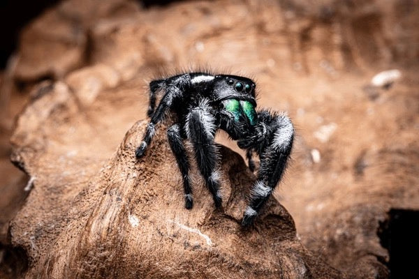 Phidippus regius (Regal Jumping Spider) - i2-i3