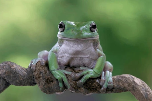 White's Tree Frog