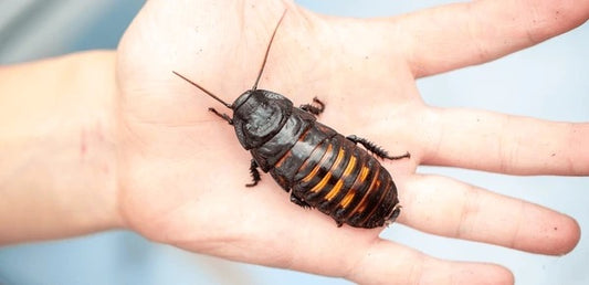 Single Black Tiger Hisser (adult, unsexed)