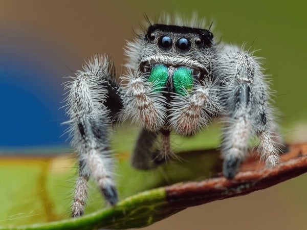 Phidippus regius (Regal Jumping Spider) - i2-i3