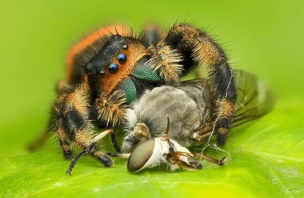 Phidippus regius (Regal Jumping Spider) - i2-i3