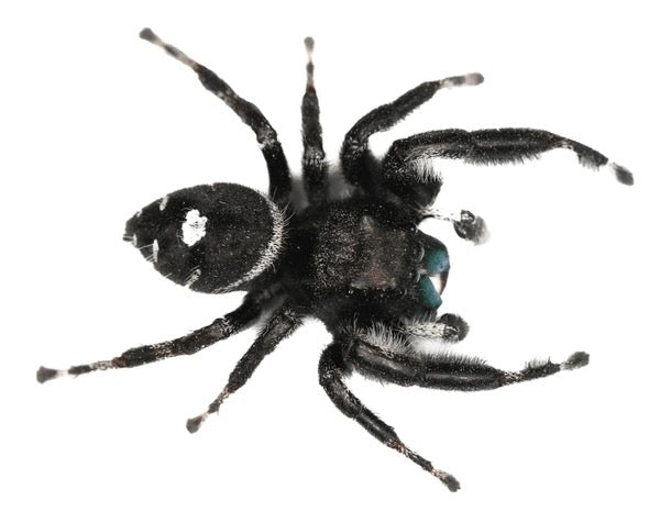 Phidippus audax (Bold Jumping Spider) - i2-i3
