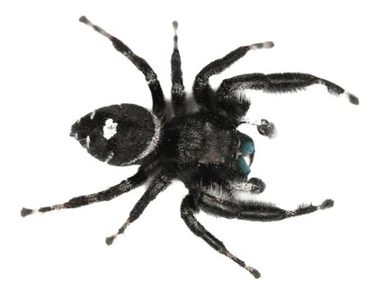 Phidippus audax (Bold Jumping Spider) - i2-i3