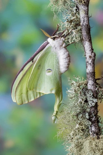 Luna Moth Cocoon