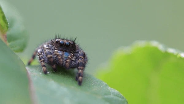 Phidippus audax (Bold Jumping Spider) - i2-i3