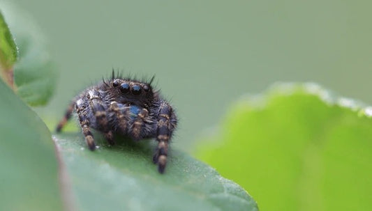Phidippus audax (Bold Jumping Spider) - i2-i3