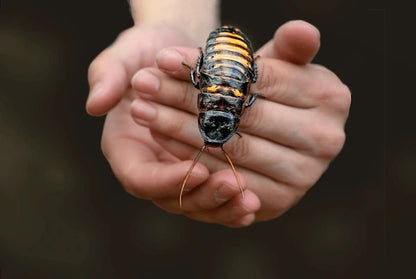Black Tiger Hisser Standard Pair (Unsexed Adults)