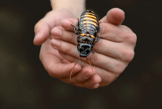 Black Tiger Hisser Standard Pair (Unsexed Adults)