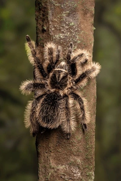 Nicaraguan Curly Hair Tarantula (Tliltocatl albopilosus)