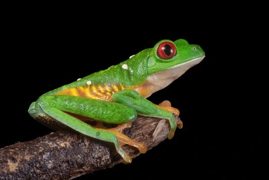 Amphibians – Emerald Canopy Exotics