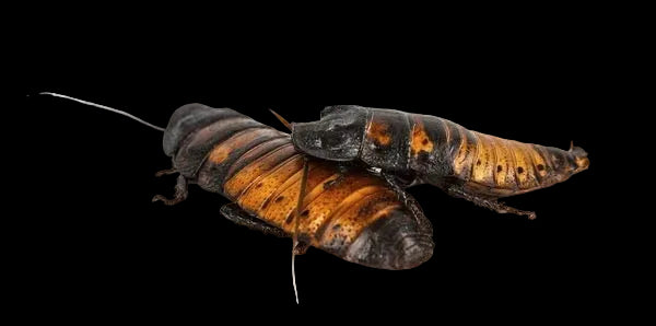 Premium Madagascar Hissing Roach Pair