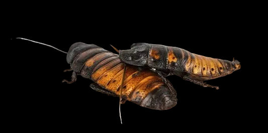 Premium Madagascar Hissing Roach Pair