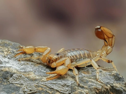 Devil Scorpion (Pandinus imperator)