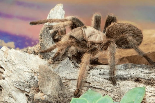 Blonde Tarantula (Aphonopelma chalcodes)