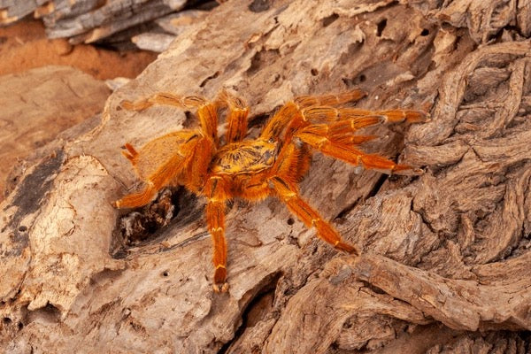 Orange Baboon Tarantula (Pterinochilus murinus)