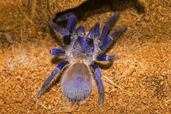 Brazilian Blue Tarantula (Lasiocyano sazamai)