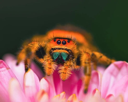 Phidippus regius (Regal Jumping Spider) Juvenile