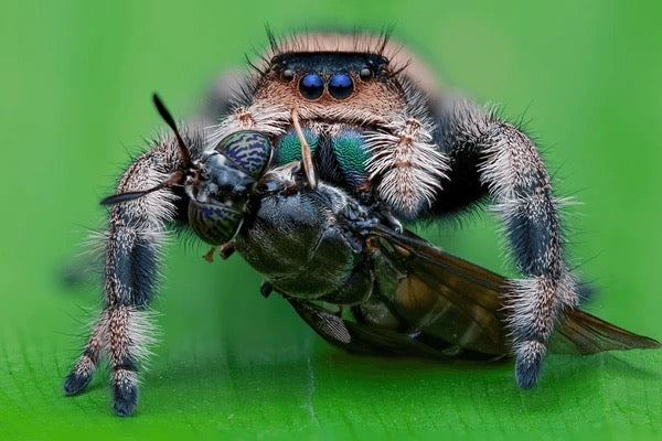 Phidippus regius (Regal Jumping Spider) Juvenile