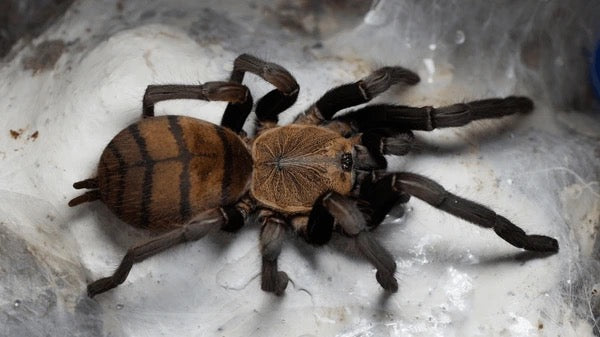 Thai Tiger Tarantula