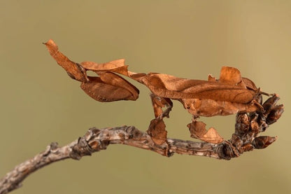 Live Ghost Mantis (Phyllocrania paradoxa) - Exotic Pet Praying Mantis