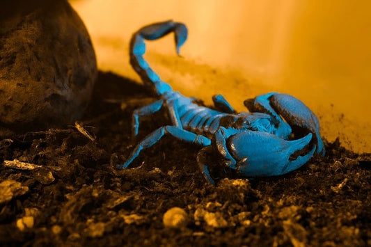 Asian Forest Scorpion