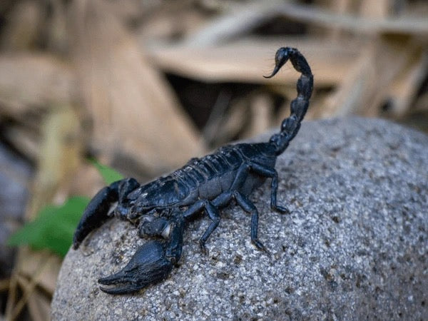 Asian Forest Scorpion