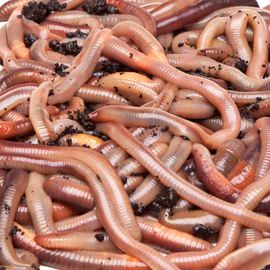 36 Night Crawler Worms!