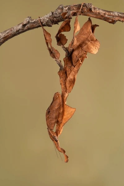 Live Ghost Mantis (Phyllocrania paradoxa) - Exotic Pet Praying Mantis