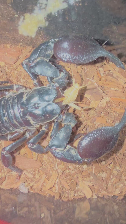 Asian Forest Scorpion