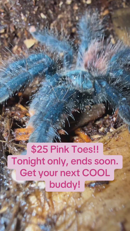 Pink Toe Tarantula (Avicularia avicularia)